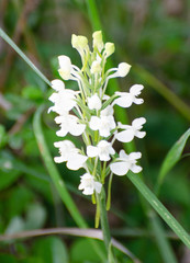 Habenaria roxburghii