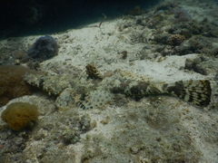 Papilloculiceps longiceps