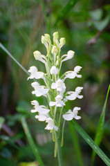 Habenaria roxburghii