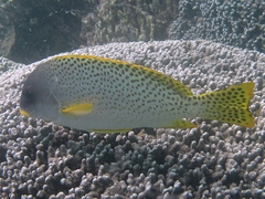 Plectorhinchus gaterinus