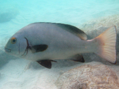 Plectorhinchus schotaf