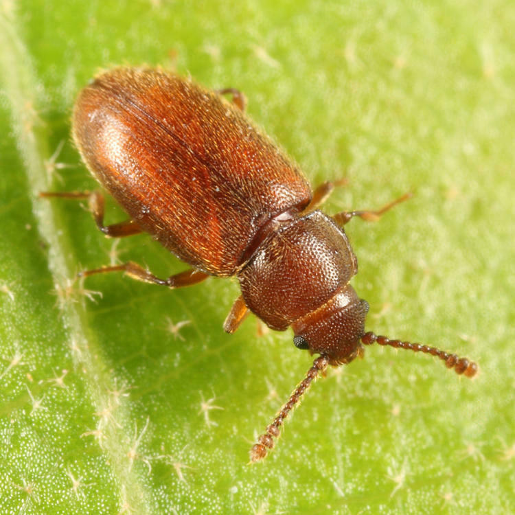Cryptophagus laticollis