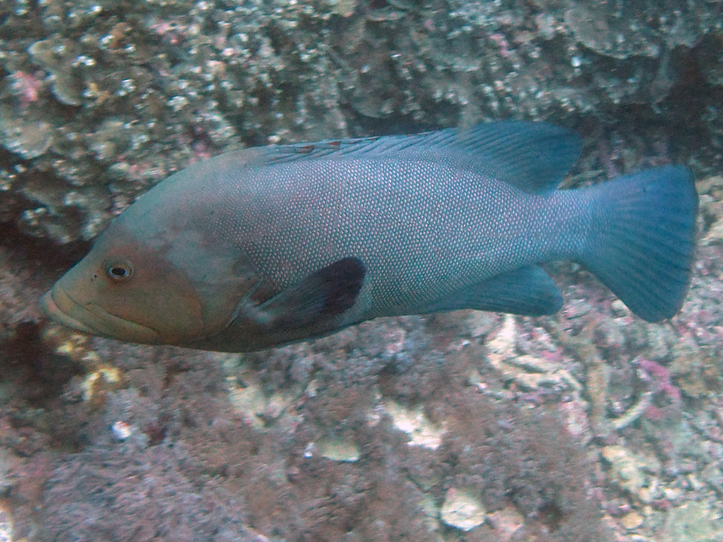 redmouth grouper