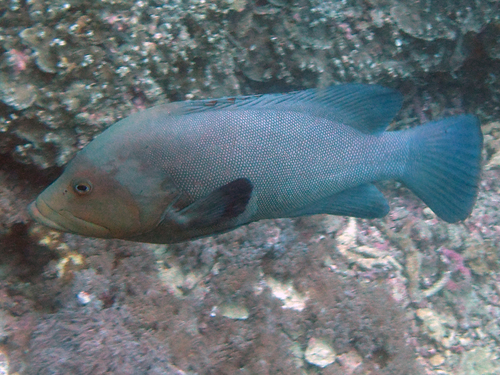 redmouth grouper