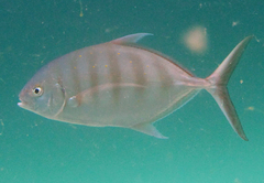 Ferdauia ferdau
