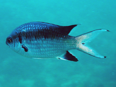Chromis weberi