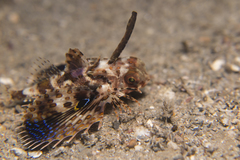 Dactyloptena orientalis