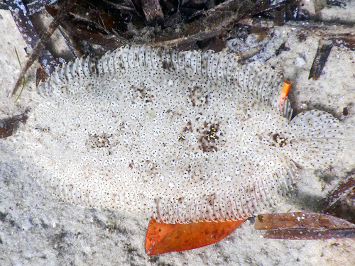 Finless sole (Pardachirus marmoratus) — Soleidae — 2