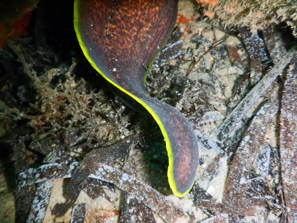Yellow Edged Moray
