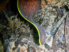 Yellow-Edged Moray photo 4