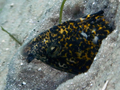 Callechelys marmorata