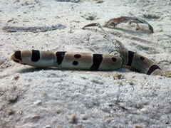 Myrichthys colubrinus