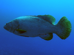 Epinephelus lanceolatus