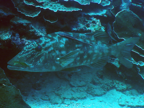 Lethrinus olivaceus