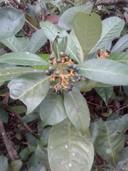 Rauvolfia