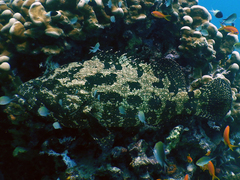 Epinephelus fuscoguttatus