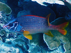 Sargocentron spiniferum