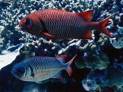 Myripristis violacea