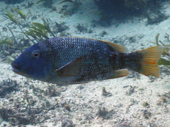 Lethrinus erythracanthus
