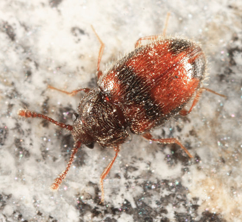Spotted Silken Fungus Beetle