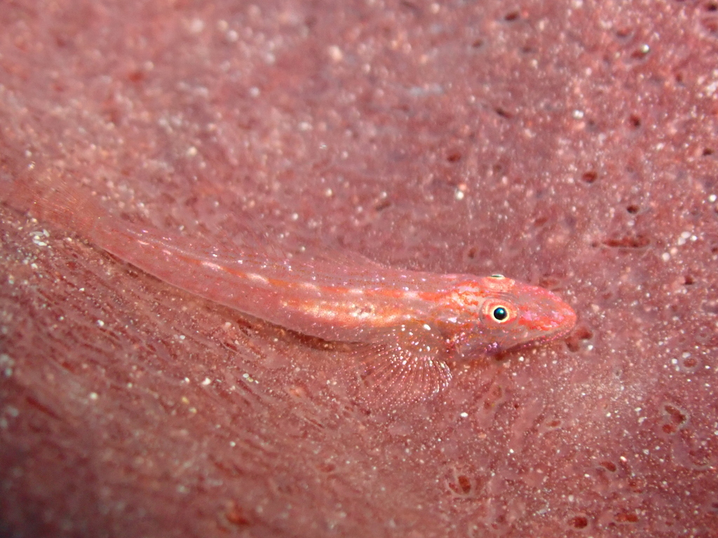Flathead Sponge Goby