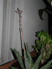 Haworthiopsis fasciata