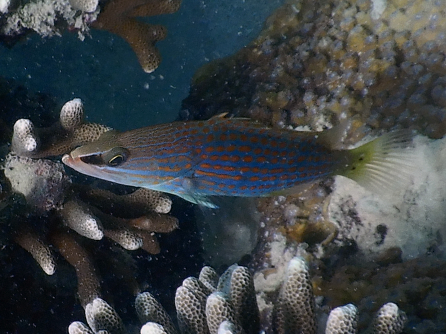 Slender grouper