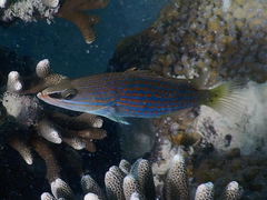 Anyperodon leucogrammicus