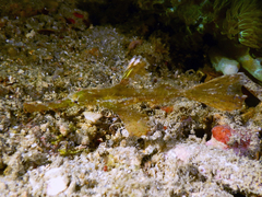 Solenostomus cyanopterus