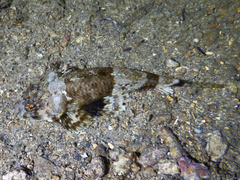 Platycephalidae