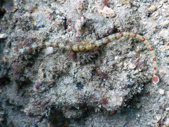 Corythoichthys flavofasciatus