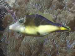 Paraluteres prionurus