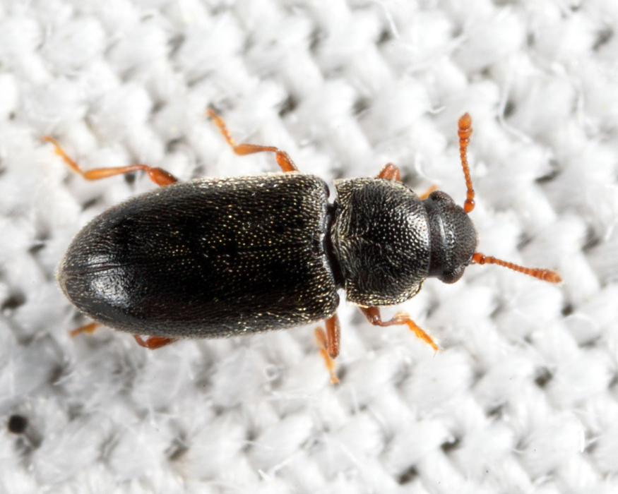 Telmatophilus typhae