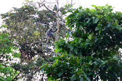 Trachypithecus cristatus