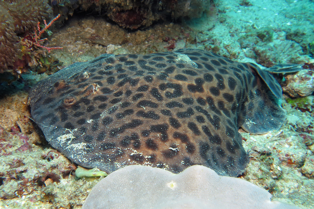 Blackspotted Torpedo