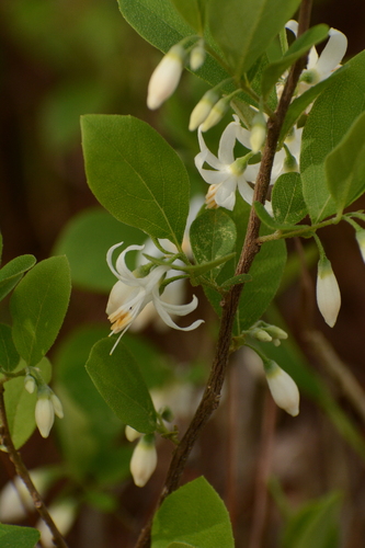 Image of Styrax americanus by (c) Siddarth Machado, some rights reserved (CC BY)