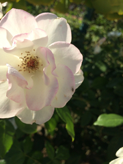 Corythucha confraterna