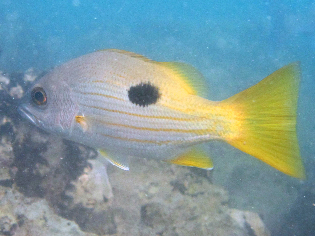 Blackspot Snapper