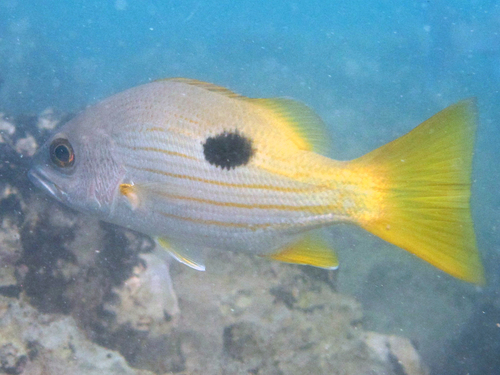 Blackspot Snapper