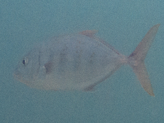 Caranginae