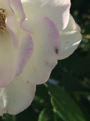 Corythucha confraterna