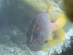 Sargocentron spiniferum