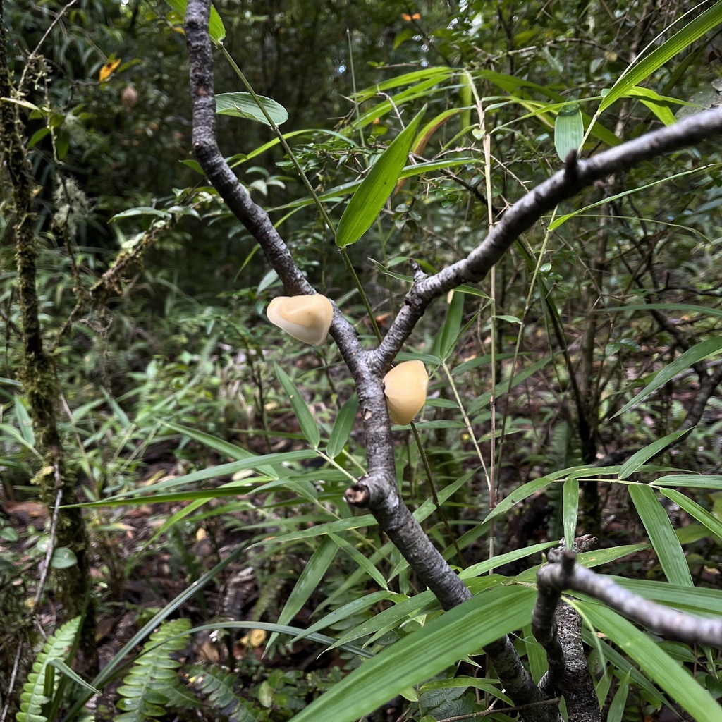 Gloeosoma vitellinum · March 2023 · photo: © cristianriquelme (iNaturalist, cc-by)
