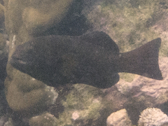 Plectropomus punctatus