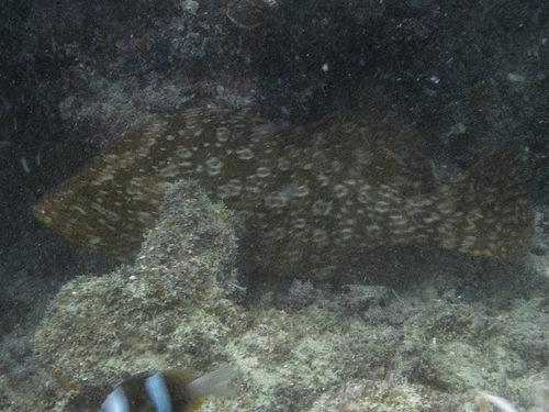 Dermatolepis striolata
