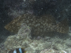 Dermatolepis striolata