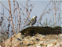 Fringilla coelebs africana