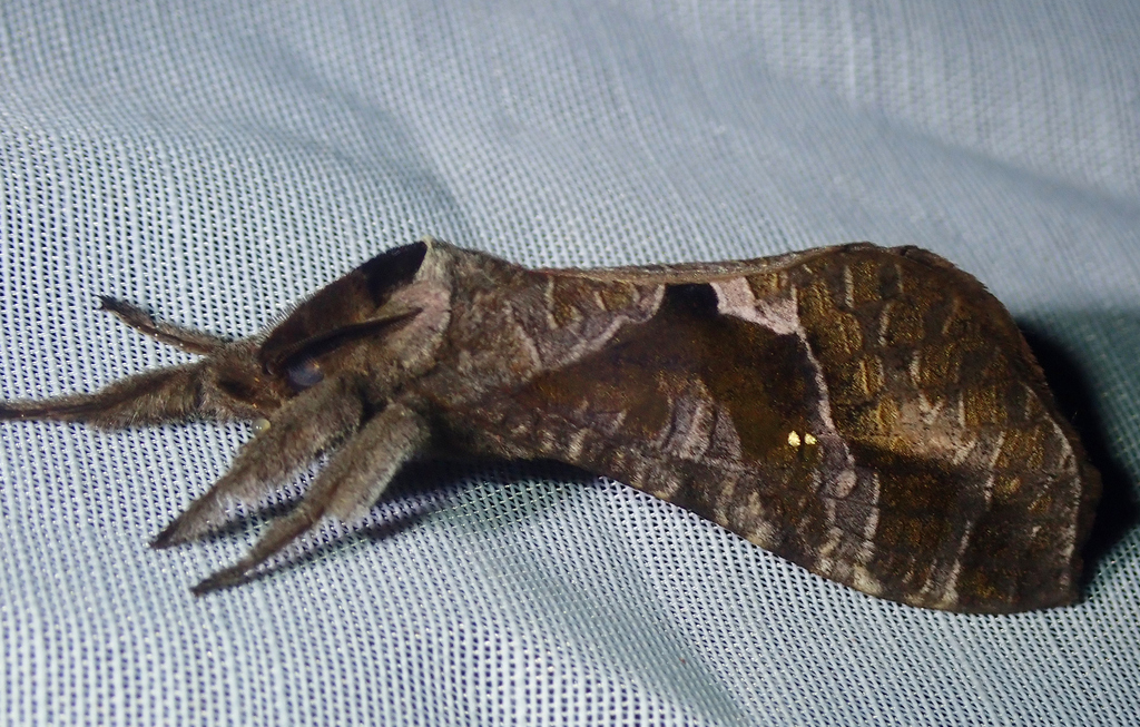 Druceiella amazonensis