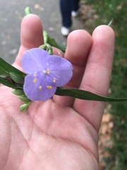 Tradescantia subaspera