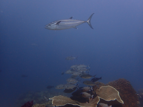 Dogtooth Tuna
